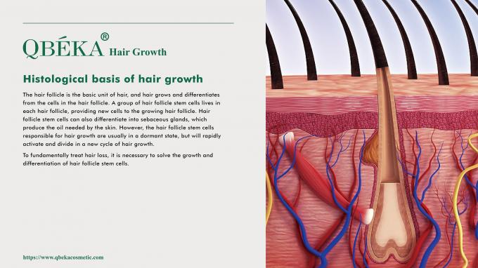 GMPC Standard Shampoo для профилактики выпадения волос для лечения выпадения волос и истончения 80м 1
